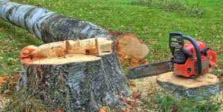 Best Leaf Removal  in Navarre, OH