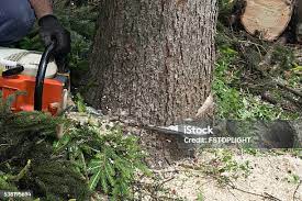 Best Emergency Tree Removal  in Navarre, OH
