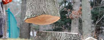Best Tree Cabling and Bracing  in Navarre, OH