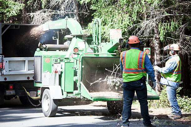 Navarre, OH Tree Care Company