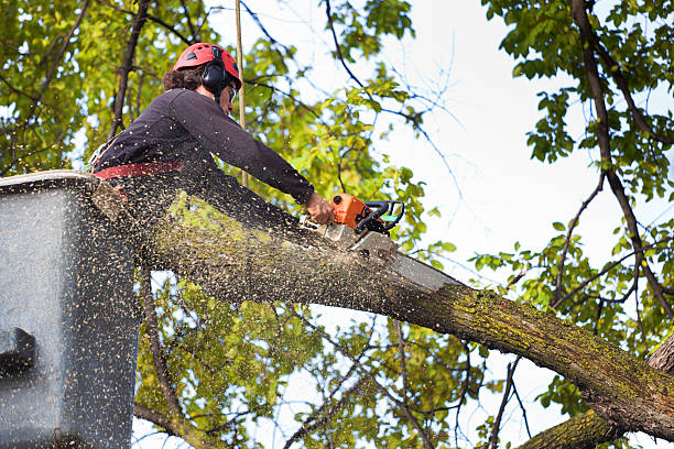 Best Commercial Tree Services  in Navarre, OH