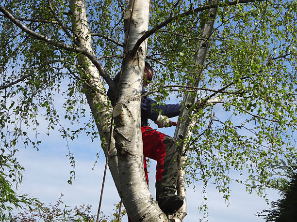 Best Firewood Processing and Delivery  in Navarre, OH