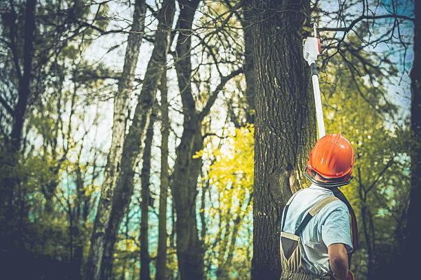How Our Tree Care Process Works  in  Navarre, OH